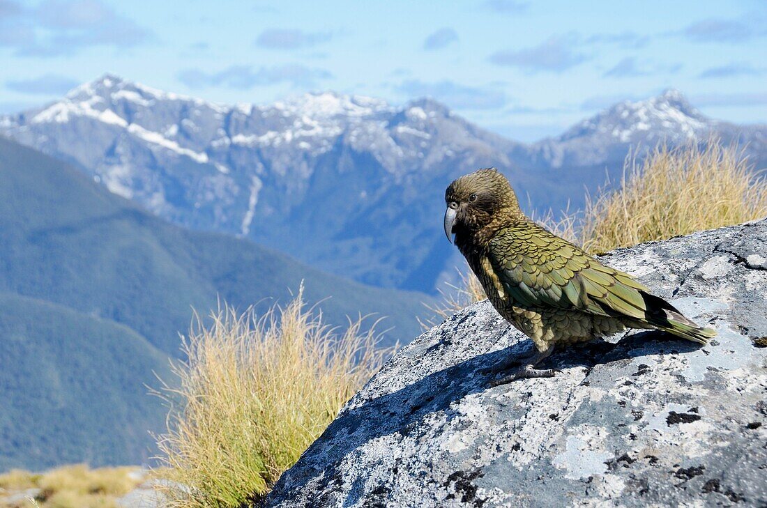 Kea, the worlds only alpine parrot, Nestor notabilis Dusky Sound Fiordland New Zealand