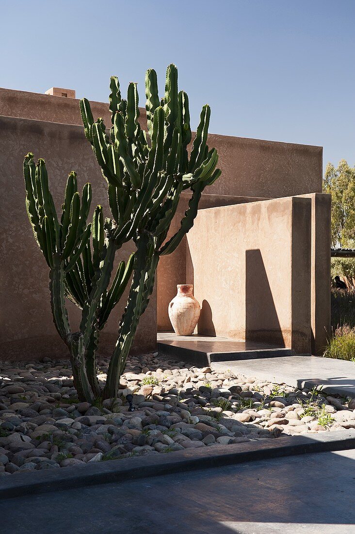 Cactus in a front garden of a minimalistic, newly built house in Morocco