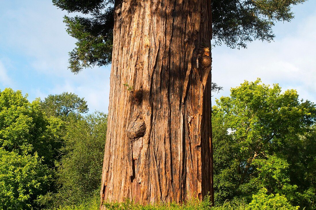 Coastal Redwood Tree, California, USA, Sequoia sempervirens