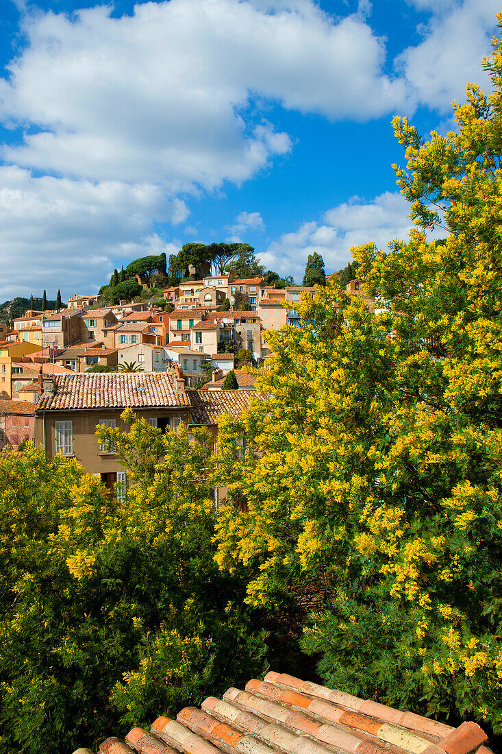 Bormes_les_Mimosas, France, Europe, Côte dAzur, Provence, Var, town, city, houses, homes, Old Town, clouds, spring, trees, mimosas