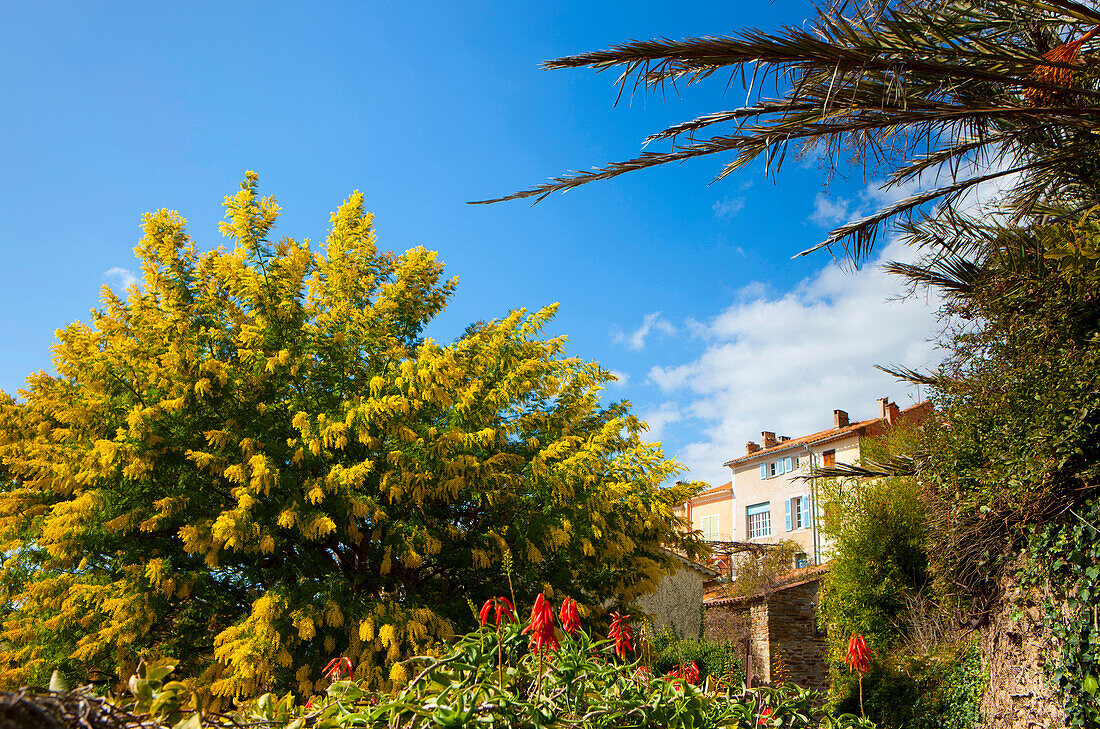 Bormes_les_Mimosas, France, Europe, Côte dAzur, Provence, Var, town, city, houses, homes, Old Town, spring, trees, mimosas, palms