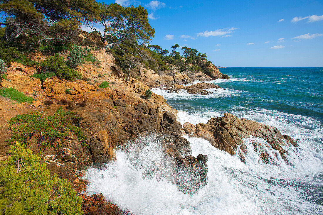 Point de Layet, France, Europe, Côte dAzur, Provence, Var, sea, Mediterranean Sea, coast, rock, cliff, trees, pines, waves, surf