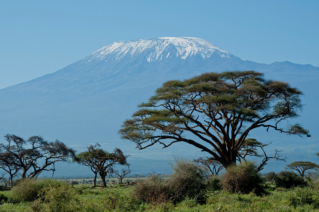 Kenya, Amboseli, Kilimanjaro, acacia tree landscape
