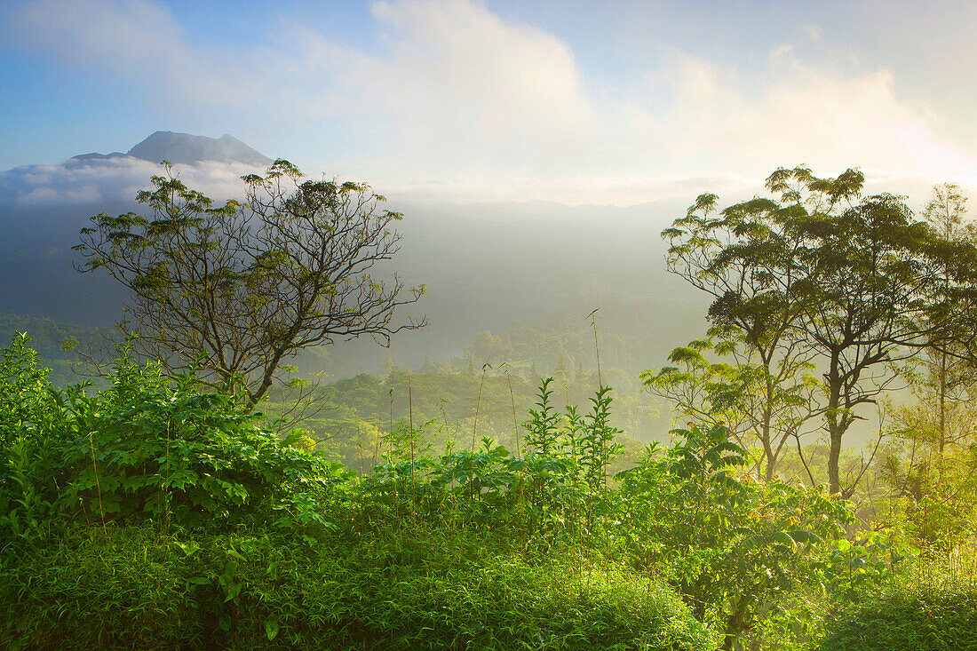 Batur, Indonesia, Asia, Bali, mountain, volcano, volcanism, geology, primeval forest, jungle, rain forest, nature, trees, fogs, morning mood