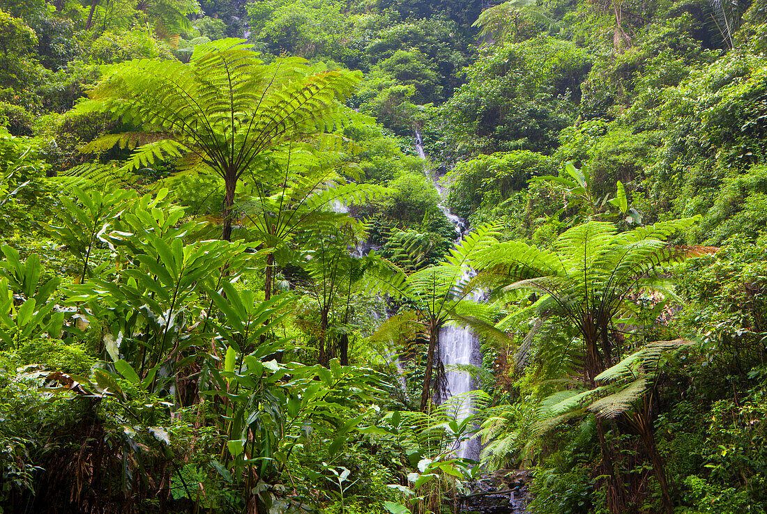 Madakaripura, Indonesia, Asia, Java, primeval forest, jungle, rain forest, nature, gulch, rock, cliff, waterfalls, trees, ferns