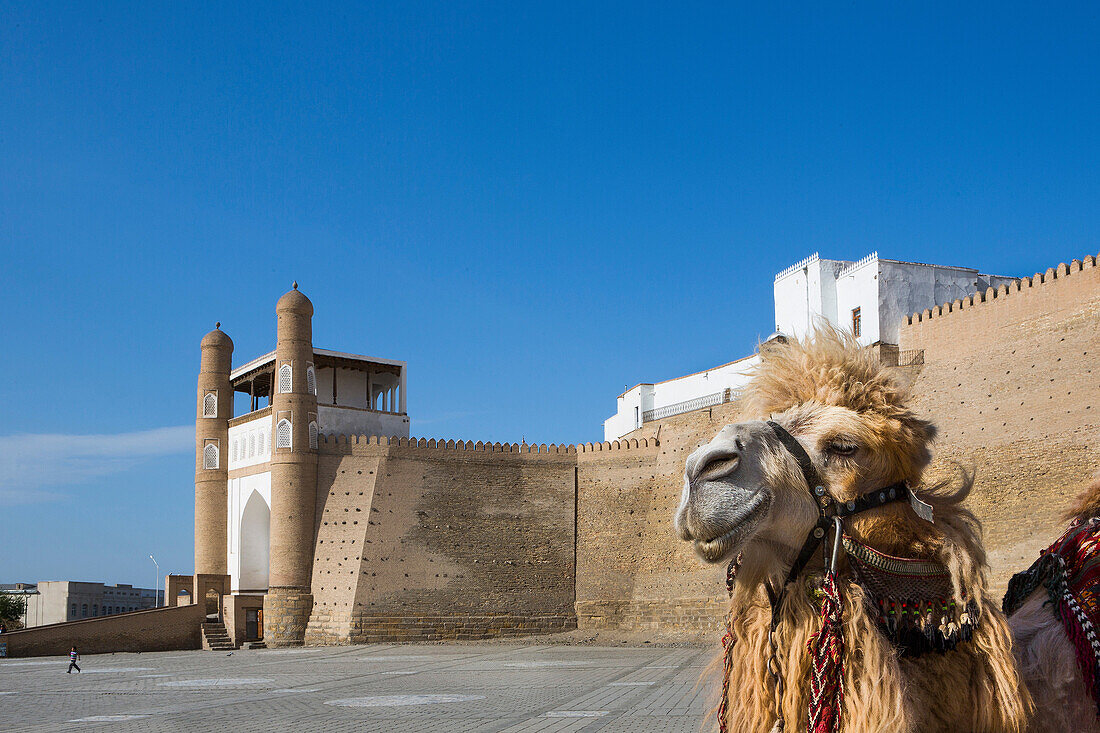 world heritage, Ark, Fortress, Bukhara, City, Uzbekistan, Central Asia, Asia, West, Gate, architecture, camel, city, colourful, history, touristic, travel, unesco