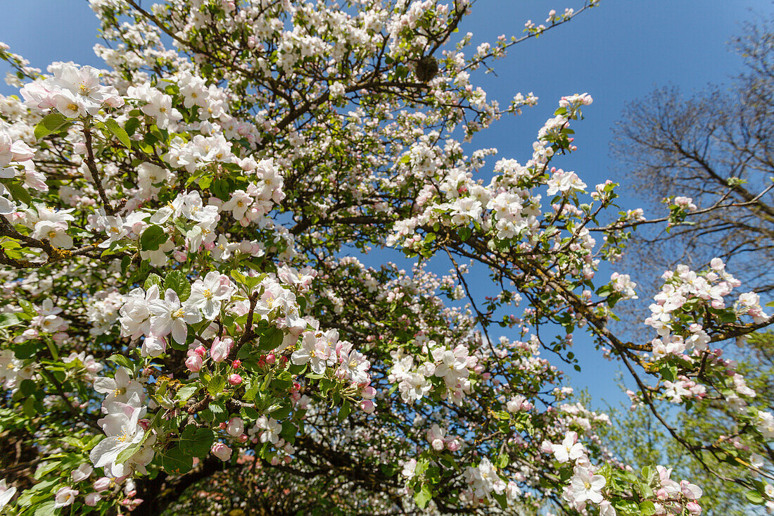 Apfelblüte, Frühling, Landkreis München, Münchner Süden, Frühling, Oberbayern, Bayern, Deutschland, Europa