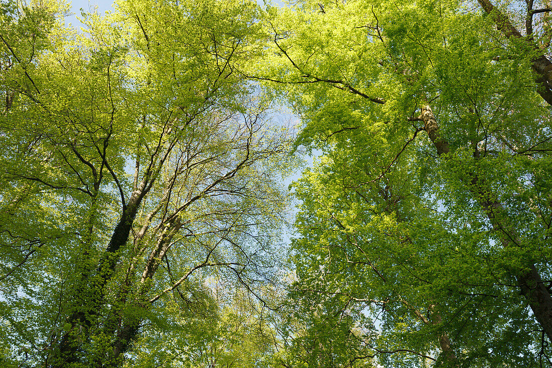 Buchenwald, Buchen, Rotbuchen, lat. Fagus sylvatica, Frühling, Isartal, Pullach im Isartal, Oberbayern, Bayern, Deutschland, Europa