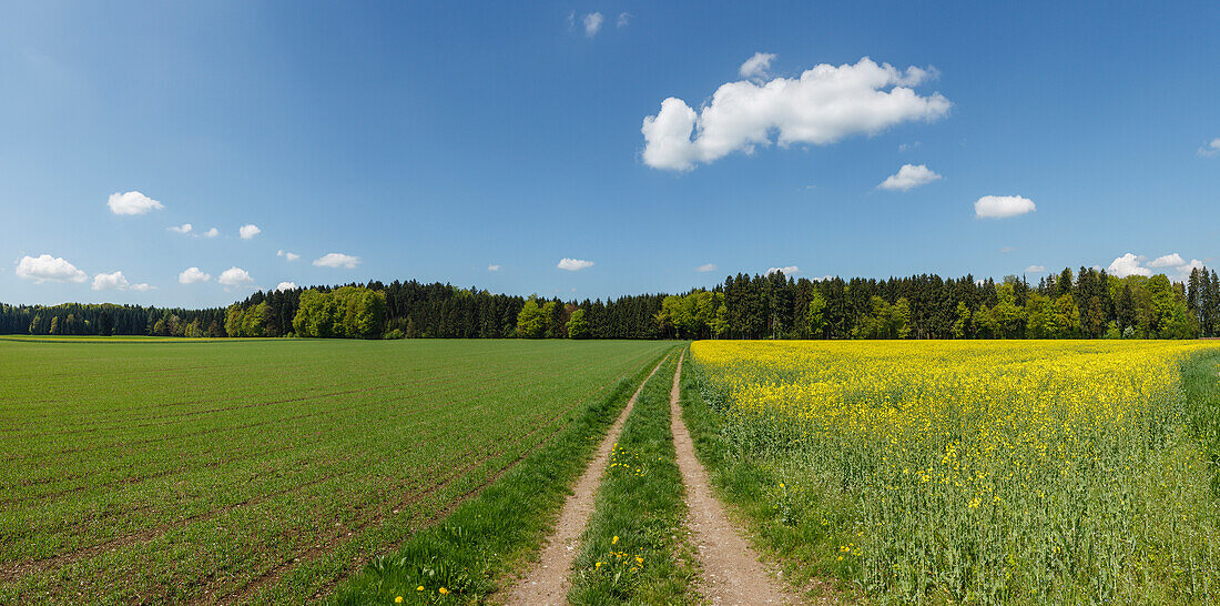 Rapeseed field and farm track near Holzhausen, near Egling, Landkreis Bad Toelz - Wolfratshausen, Spring, Upper Bavaria, Bavaria, Germany, Europe