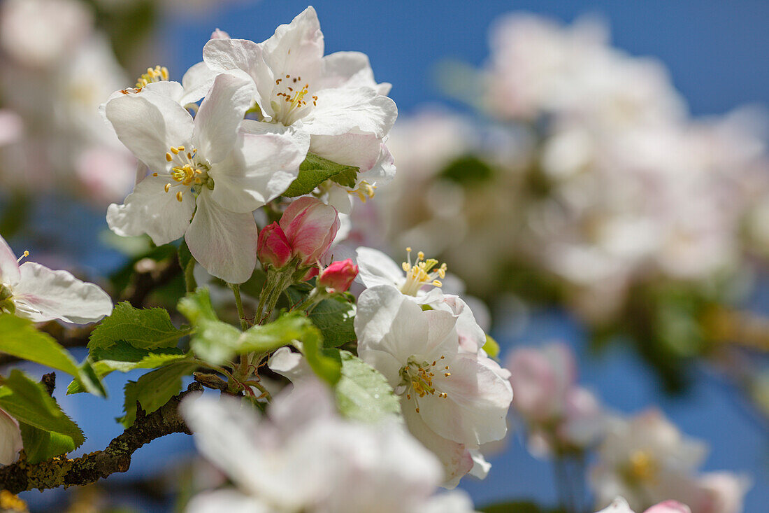 Apfelblüte, Frühling, Landkreis München, Münchner Süden, Frühling, Oberbayern, Bayern, Deutschland, Europa