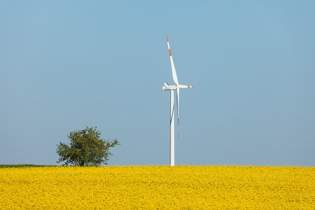 Windkraftanlage, Windrad, Rapsfeld, Bioenergie, erneuerbare Energie, bei Gunzenhausen, Mittelfranken, Franken, Bayern, Deutschland, Europa