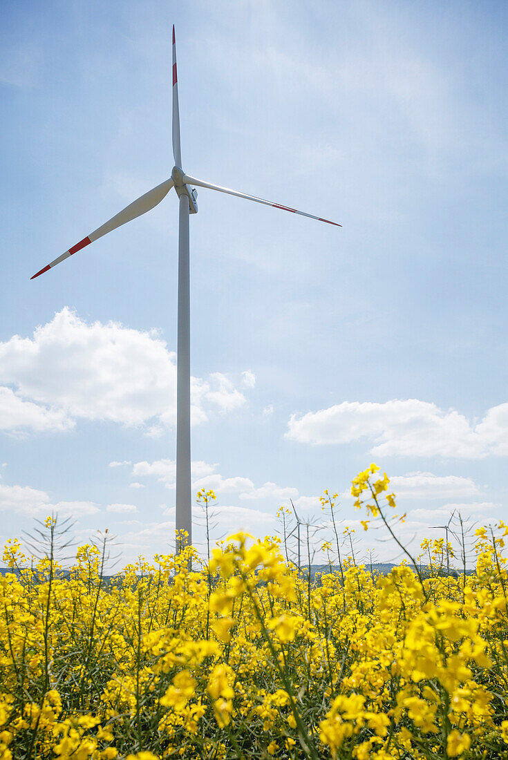 Wind turbines in a rapeseed field, bio-energy, renewable energy, near Gunzenhausen, Mittelfranken, Lower Franconia, Franconia, Bavaria, Germany, Europe