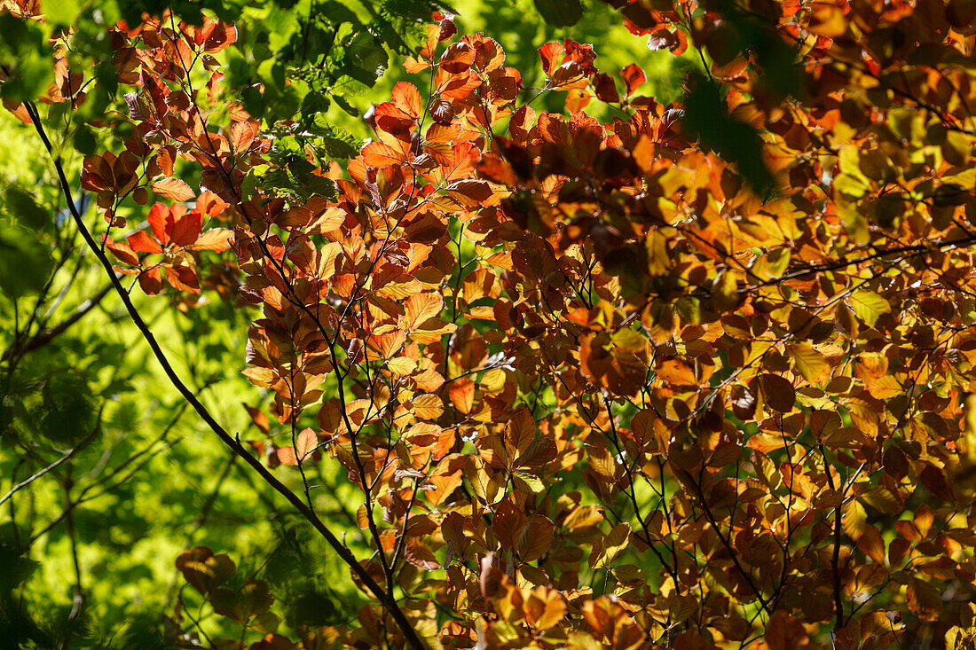 Beech leaves, foliage in Spring, Pullach im Isartal, near Munich, Upper Bavaria, Bavaria, Germany, Europe