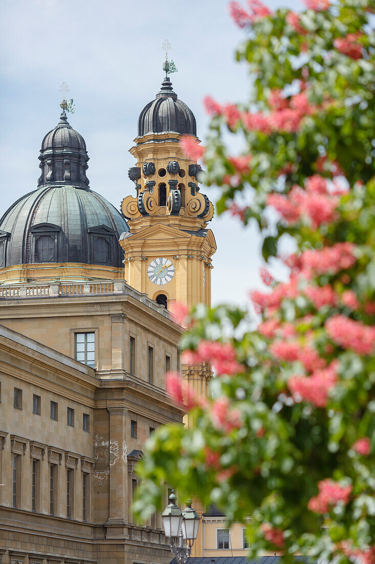 Theatine Church of St. Cajetan from Hofgarten behind the royal Residence, chestnut blossom, 17th century, Italian Baroque style, architects Agostino Barelli and Enrico Zuccalli, Munich, Upper Bavaria, Bavaria, Germany, Europe