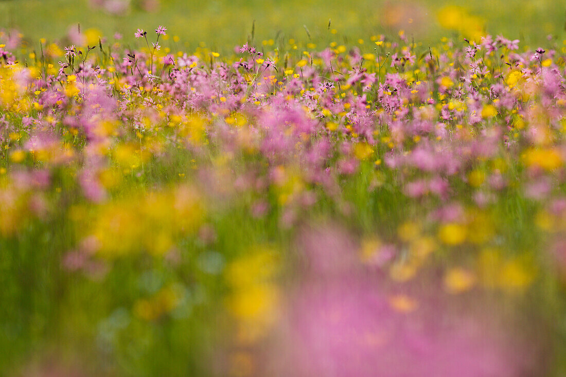 flowering meadow near Reutberg Abbey in Spring, near Sachsenkamm, Landkreis Bad Toelz- Wolfratshausen, Upper Bavaria, Bavaria, Germany, Europe