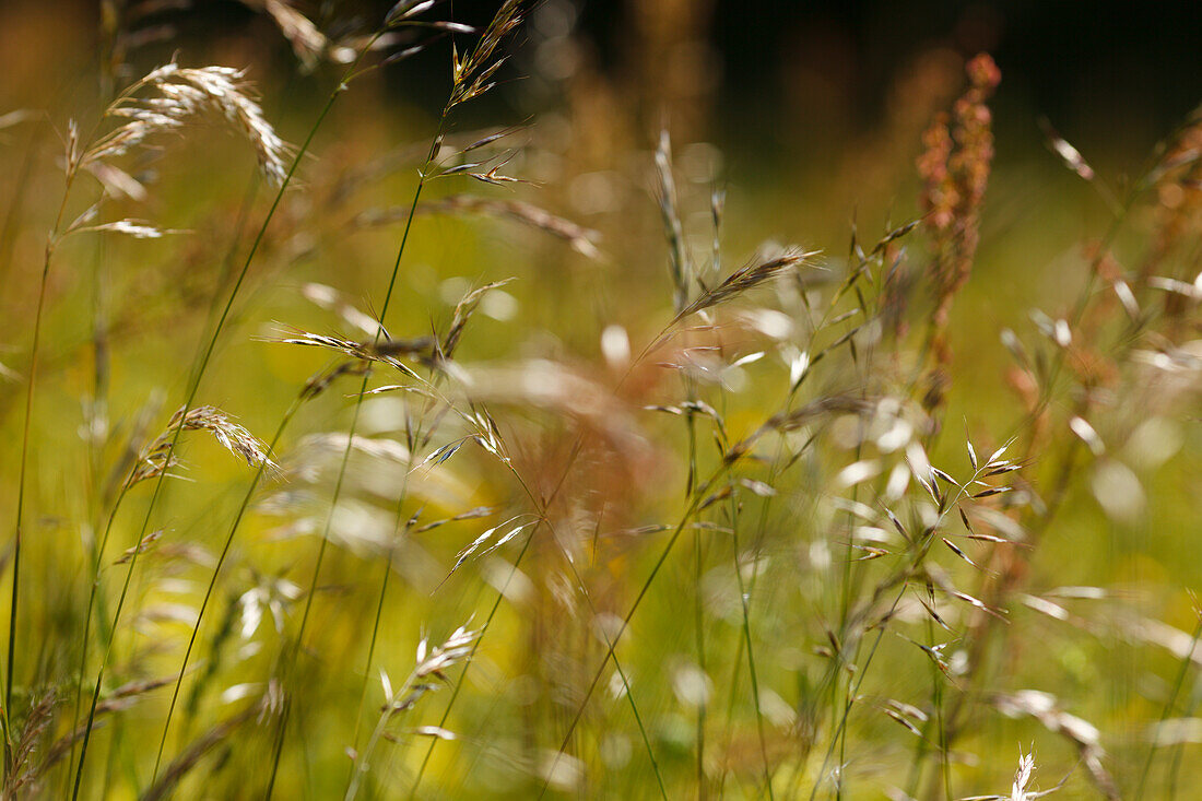 Grass growing in a meadow, near Reutberg Abbey, near Sachsenkamm, Landkreis Bad Toelz- Wolfratshausen, Upper Bavaria, Bavaria, Germany, Europe