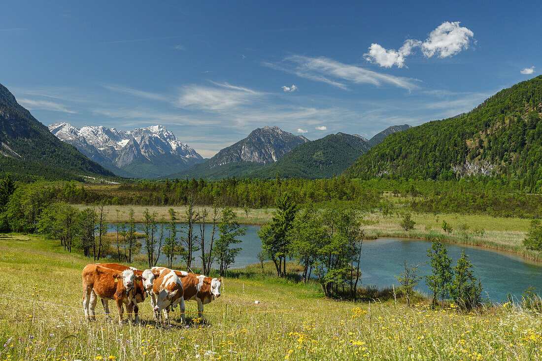 Sieben Quellen bei Eschenlohe, Kühe, Moorsee, Moorgebiet, Wettersteingebirge mit Zugspitze, blühende Wiese, Frühling, Landkreis Garmisch-Partenkirchen, Oberbayern, Bayern, Deutschland, Europa