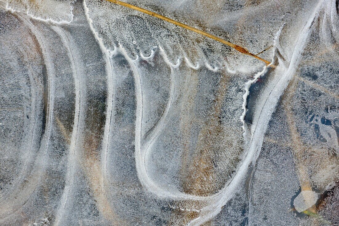 Ice patterns in a puddle Ontario, Canada