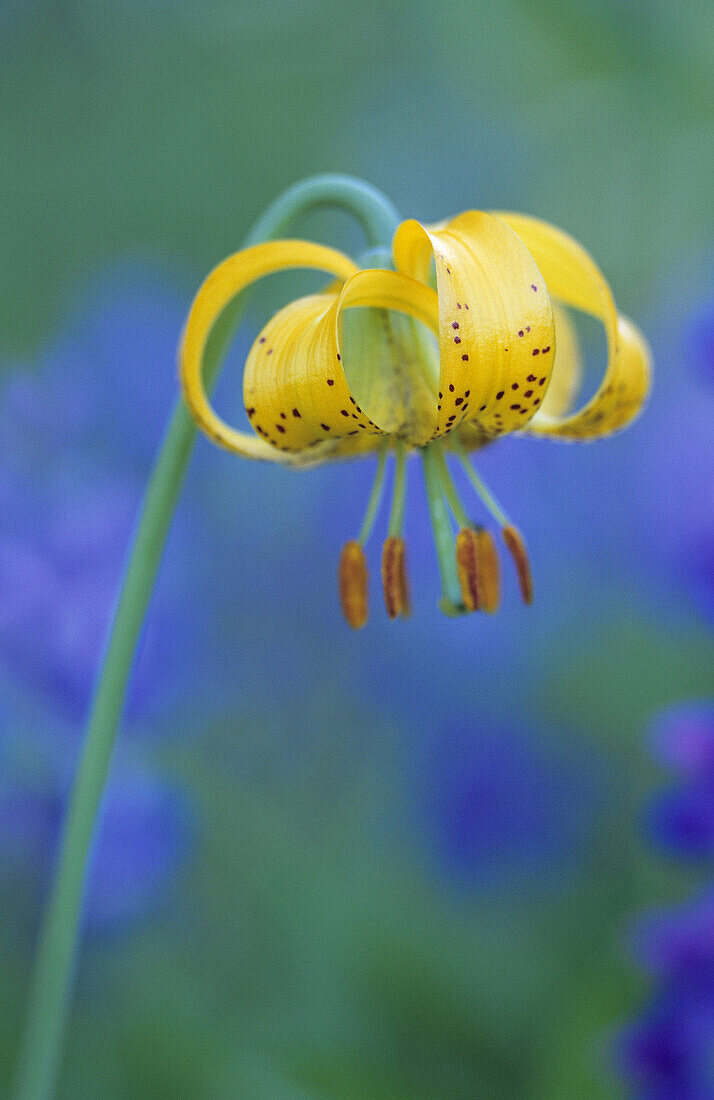 Alpine tiger lily/Columbia lily (Lilium columbianum), Olympic National Park, WA, USA.