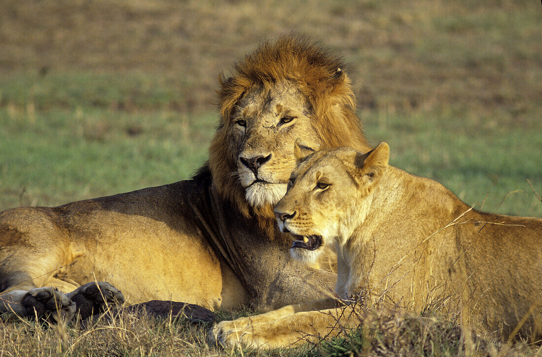 African lion (Panthera leo) mated pair, Maasai Mara National Reserve, Rift Valley, Kenya.