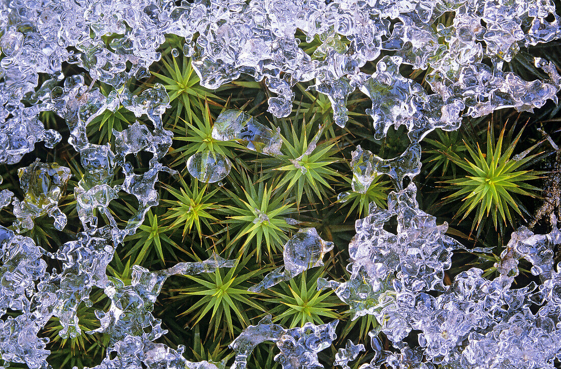 Frosted moss trapped in early-winter ice, Greater Sudbury, ON, Canada.