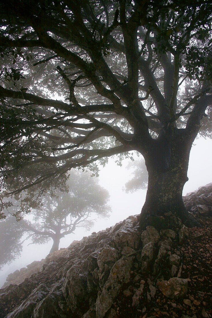 Holm Oak (Quercus ilex), Serra des Cairats, Valldemossa, Serra de Tramuntana, Majorca, Balearic Islands, Spain