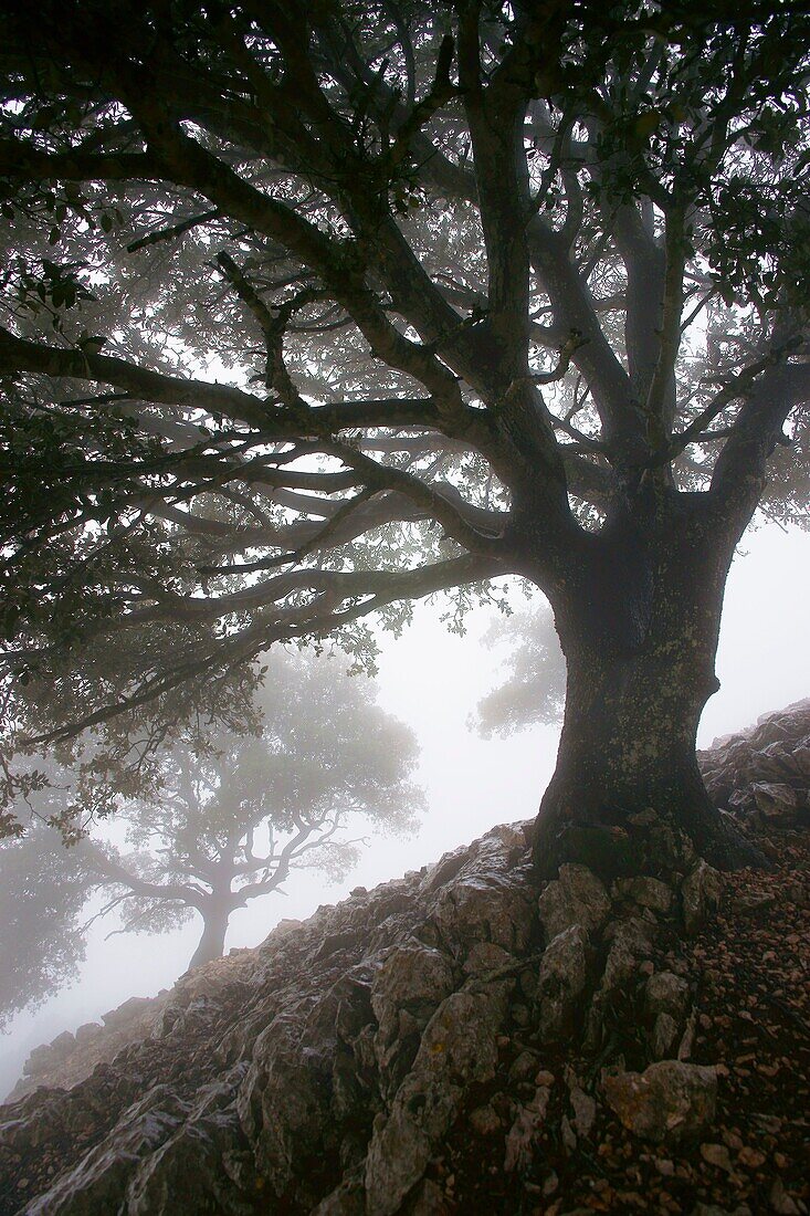 Steineiche (Quercus ilex), Serra des Cairats, Valldemossa, Serra de Tramuntana, Mallorca, Balearische Inseln, Spanien