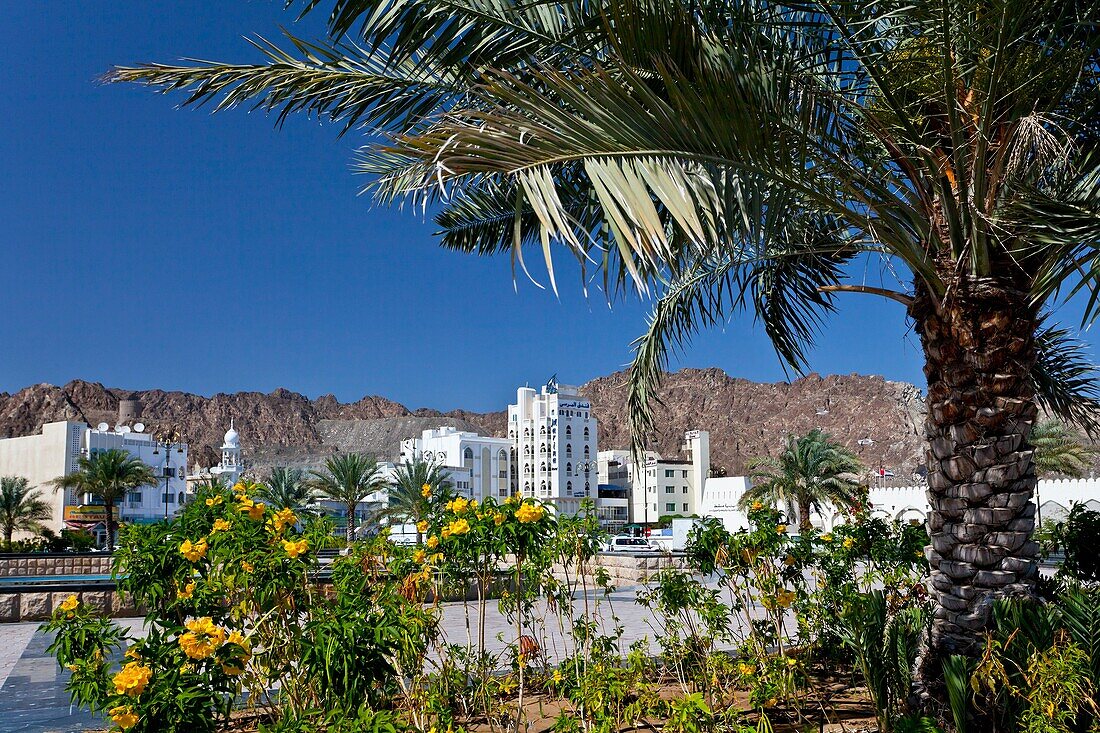 Decorative tropical vegetation on the streets of Muscat, Oman