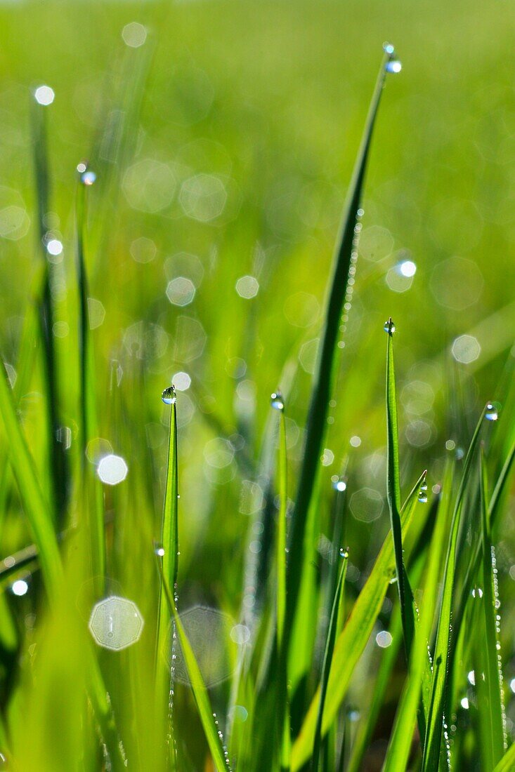 Gras covered in dew drops, Switzerland