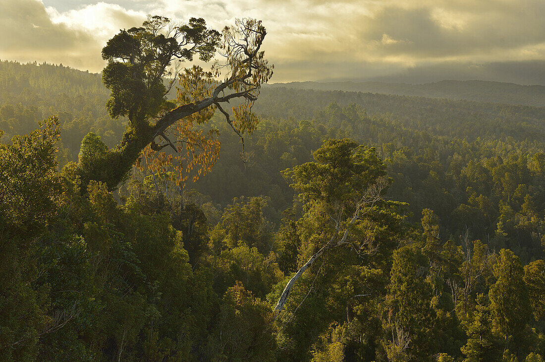 Sunset in Kahurangi National Park. New Zealand south island.