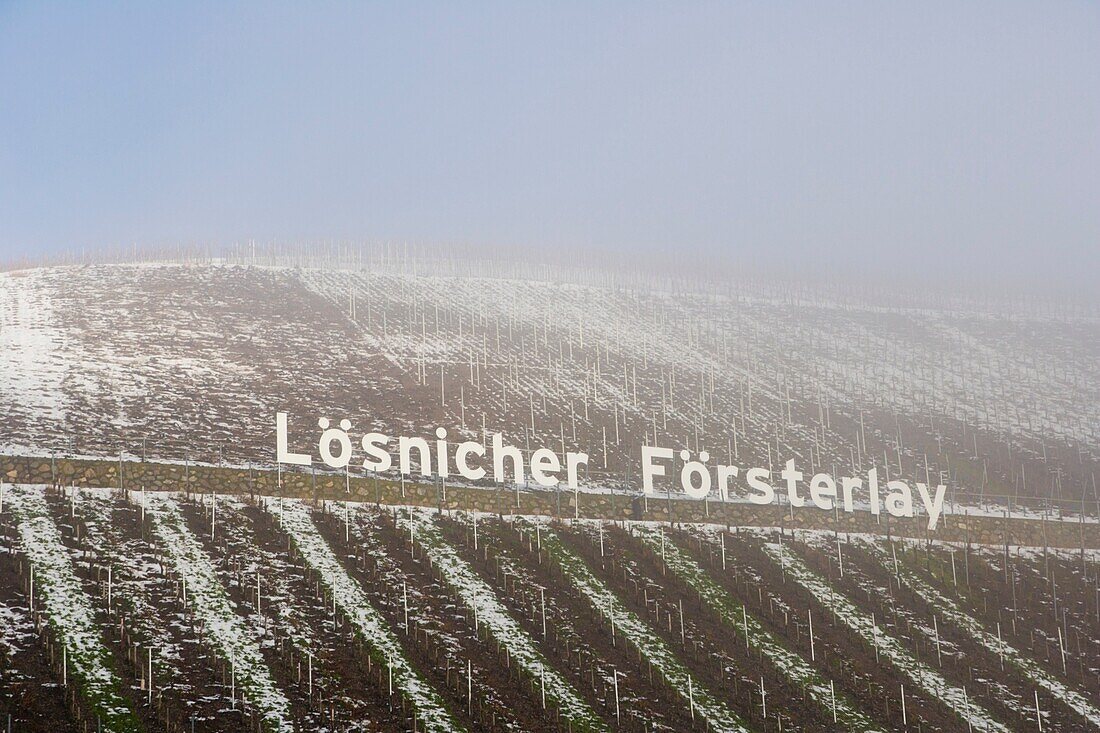 Losnicher Forsterlay, vineyard, Mosel, Moselle, Valley, Rhineland-Palatinate, Germany, Winter.