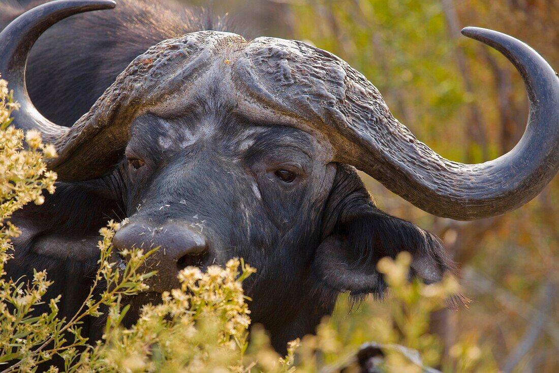 A big buffalo feeding on bushes in South Africa