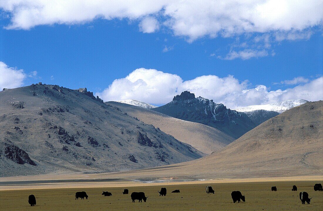Yak herd, Sangsang, Ngari province, Tibet, China