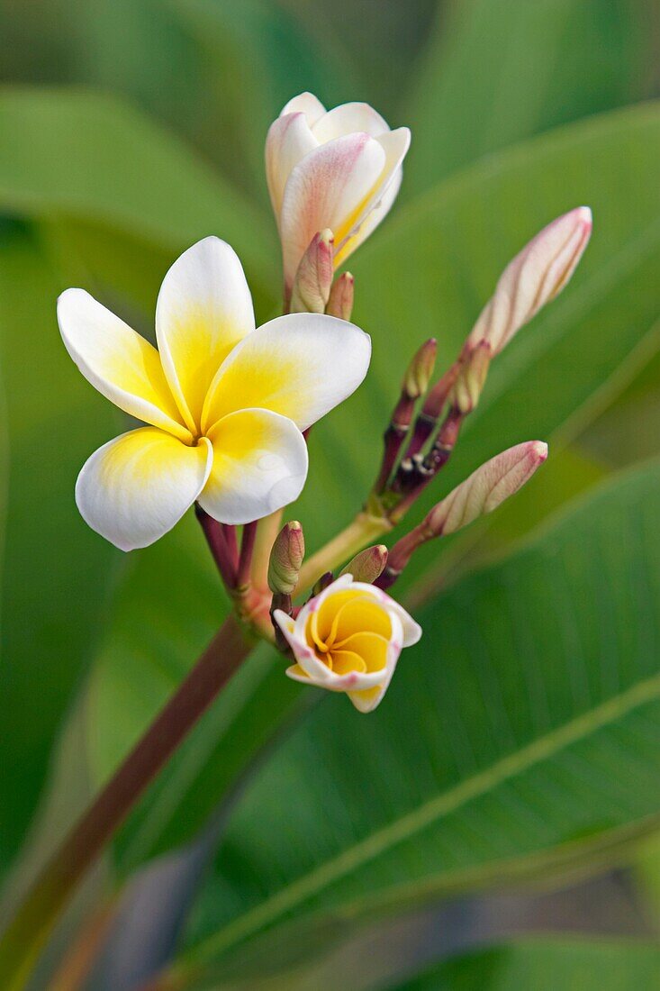 Frangipani flowering  Scientific name: Plumeria alba  Langkawi, Malaysia