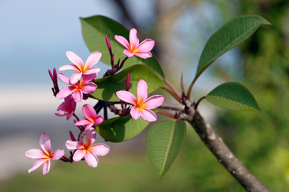 Frangipani-Blüte, Insel Langkawi, Malaysia