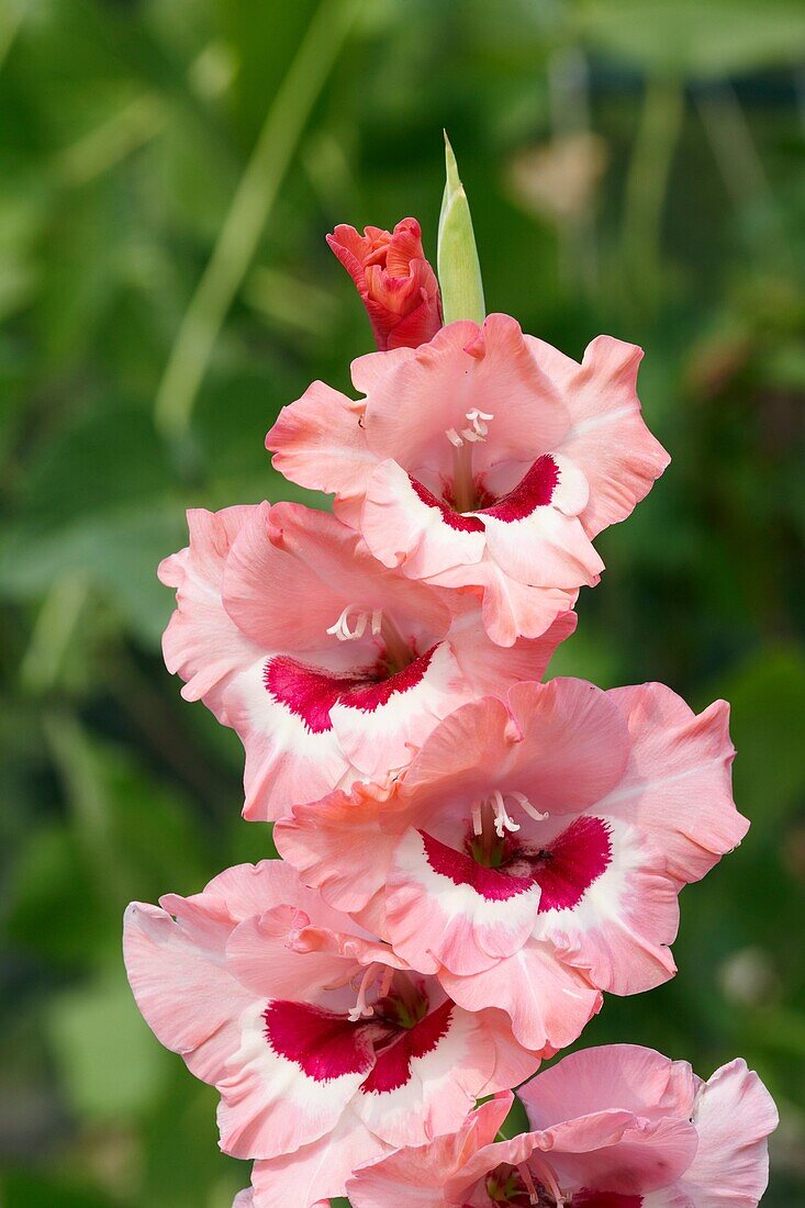 Gladiolenblüte, Nahaufnahme