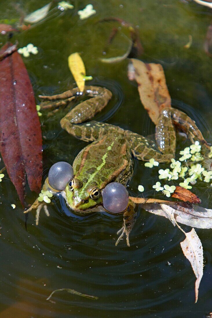 Pool frog singing  Scientific name: Rana lessonae  Austria