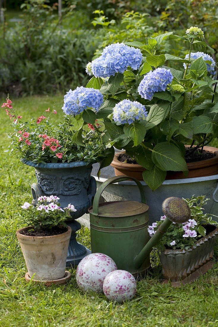 Assorted garden flowers in pots