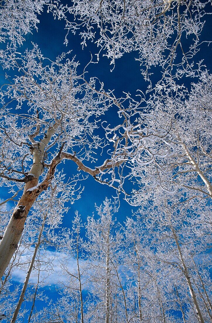 Snow on Aspen trees in Steamboat Springs, Colorado, USA.