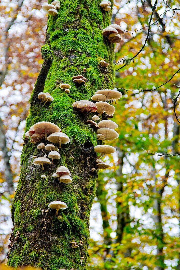Oudemansiella mucida mushroom  Monte Santiago Natural Monument  County Las Merindades  Burgos, Castile and Leon  Spain