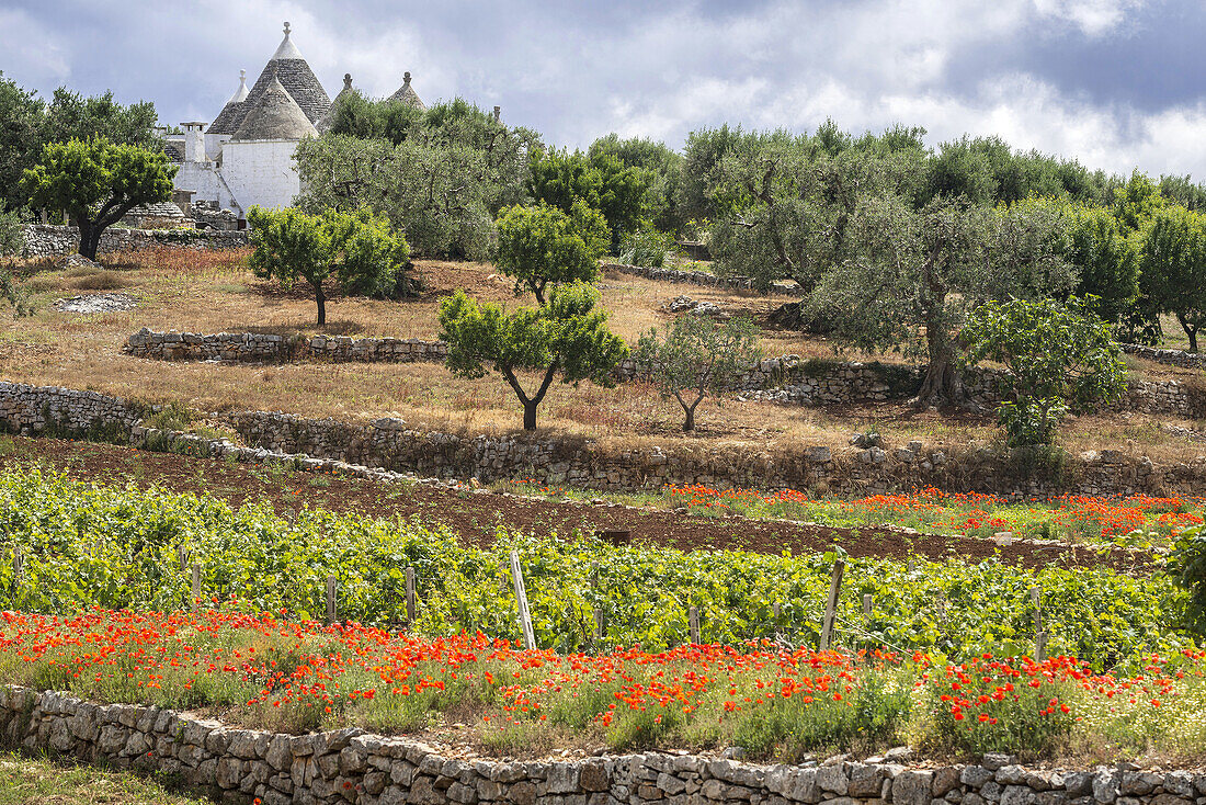 Vines poppies and trulli between Alberobello and Locorotondo, Puglia, Italy.
