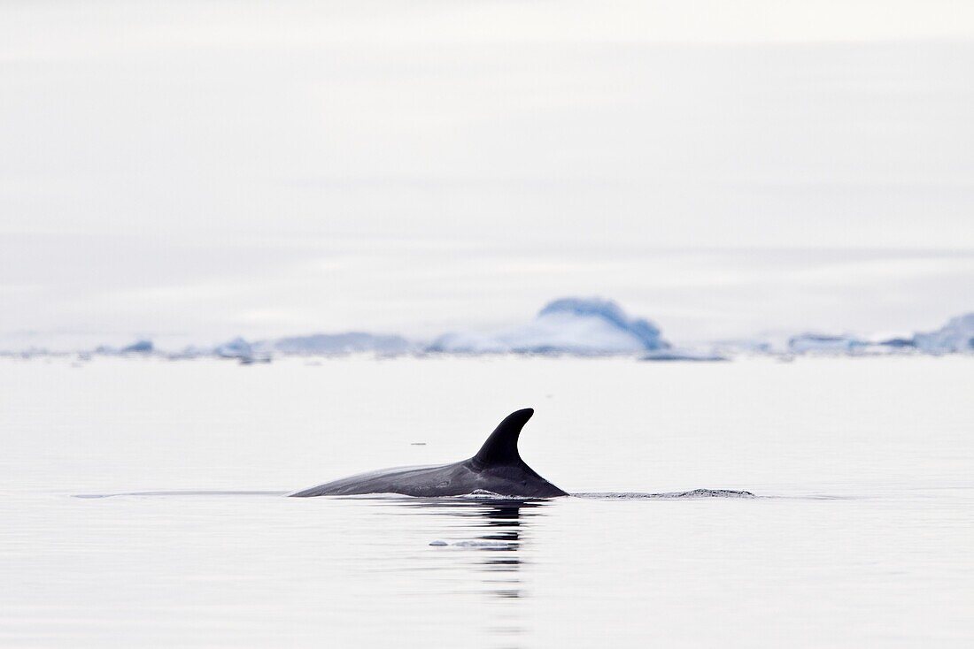 Adult Antarctic Minke Whale Balaenoptera bonaerensis surfacing in ice near Larrouy Island on the wes