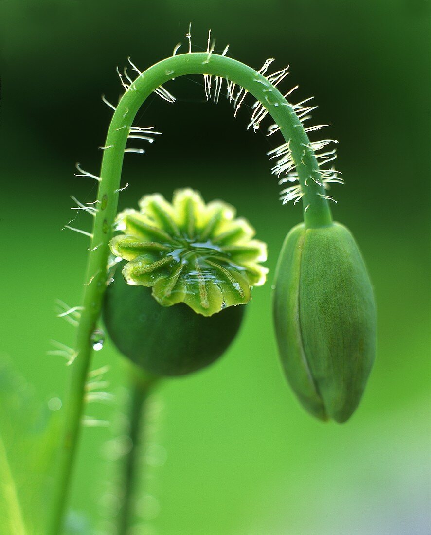 Poppy pods (close up)