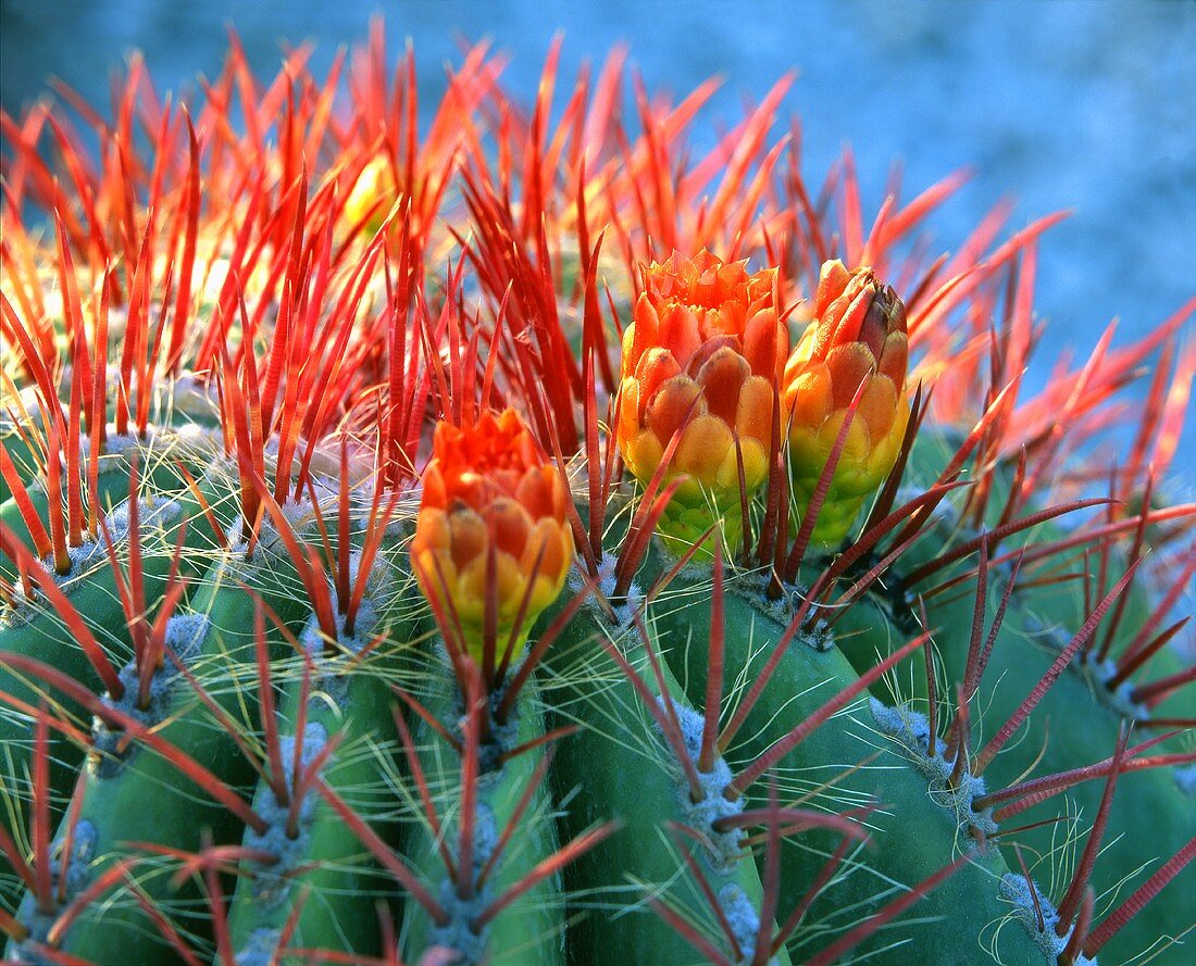 Kaktus mit Blüten (Nahaufnahme)