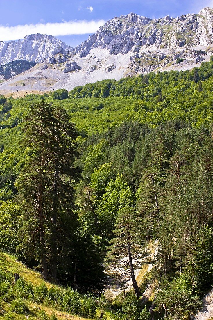 Alano Mountains - Zuriza - Anso Valley - Huesca - Aragon Pyrenees - Spain - Europe
