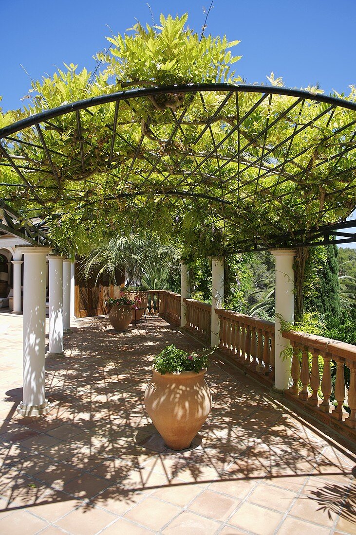 Mediterraner Terrasse mit Topfpflanzen unter Pergola