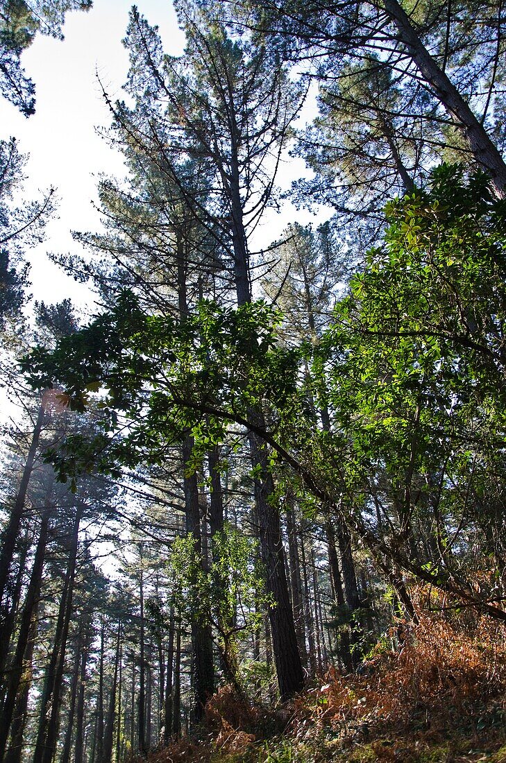 Matxitxako forest near of Bermeo village  Biscay  Basque Country, Spain  Europe