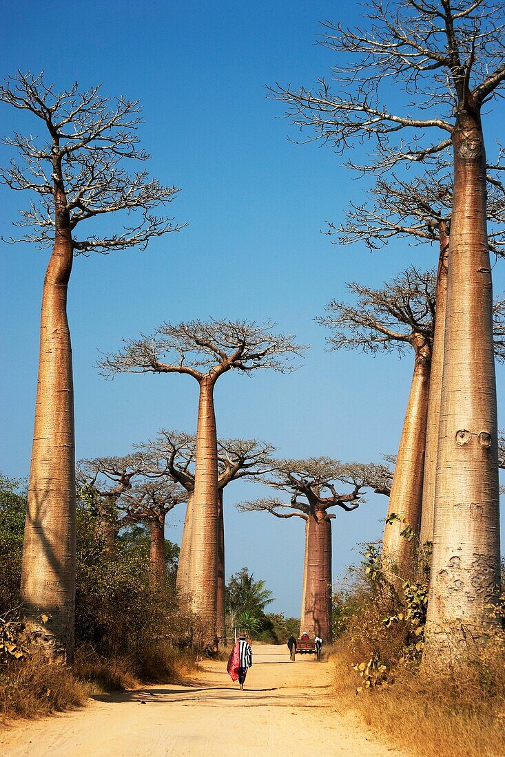 Avenue of the Baobabs (Adansonia digitata), Morondava, Toliara, Madagascar