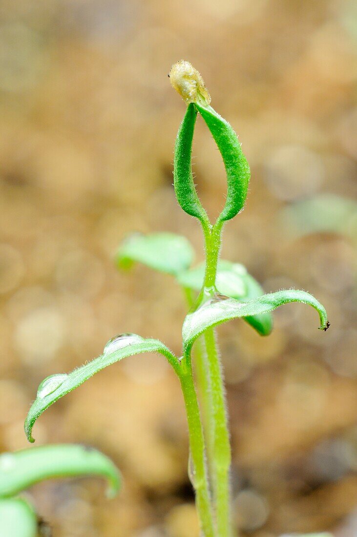 Plant seedling sprouting from seed pod with dew on leaves