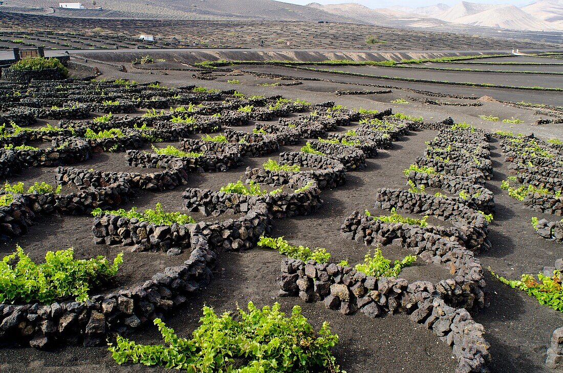 La Geria, winegrowing area  Lanzarote  Canary Islands, Spain